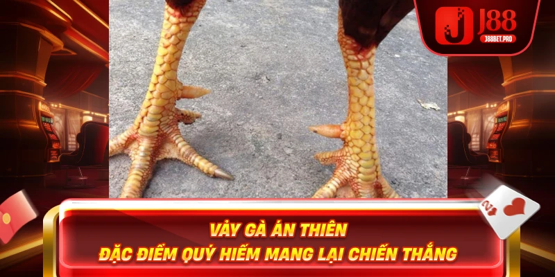 Vảy Gà Án Thiên – Đặc Điểm Quý Hiếm Mang Lại Chiến Thắng